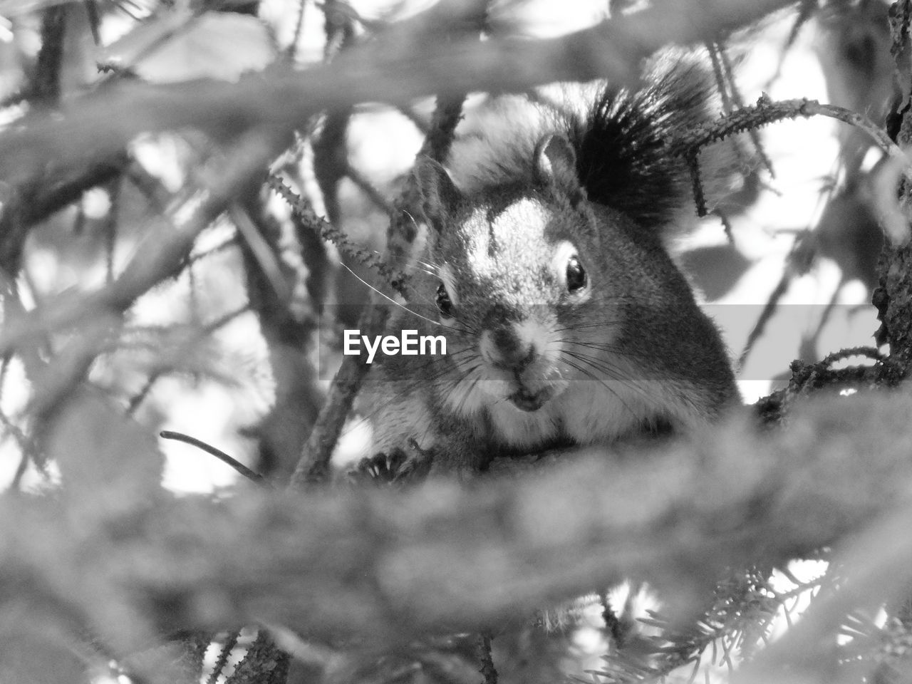 PORTRAIT OF SQUIRREL ON TREE