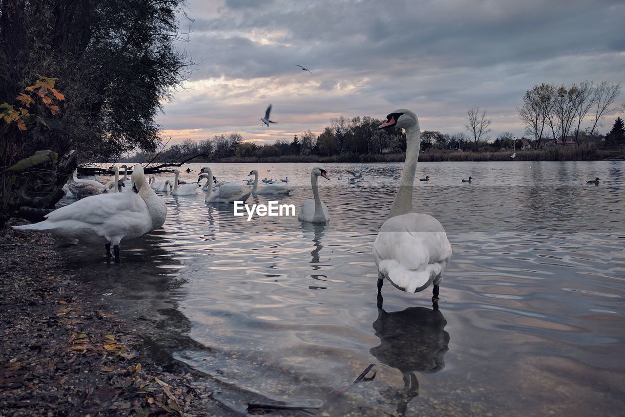 Swans swimming in lake against sky