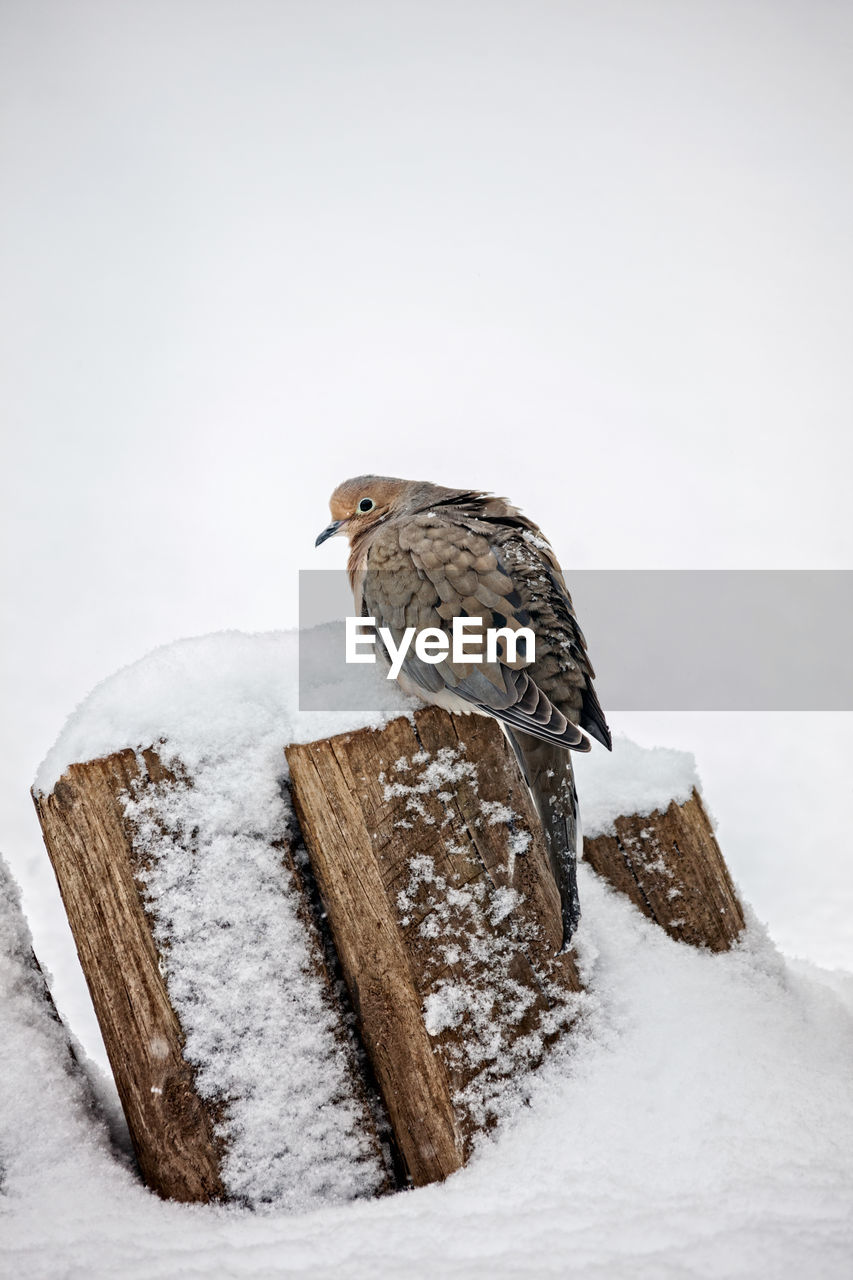 Mourning dove perched on a wooden fence during a fresh snowfall