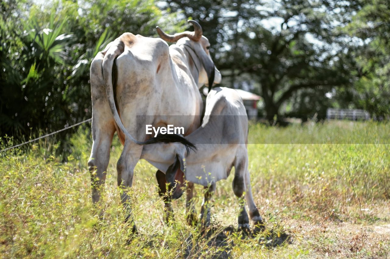 Cows in grass field