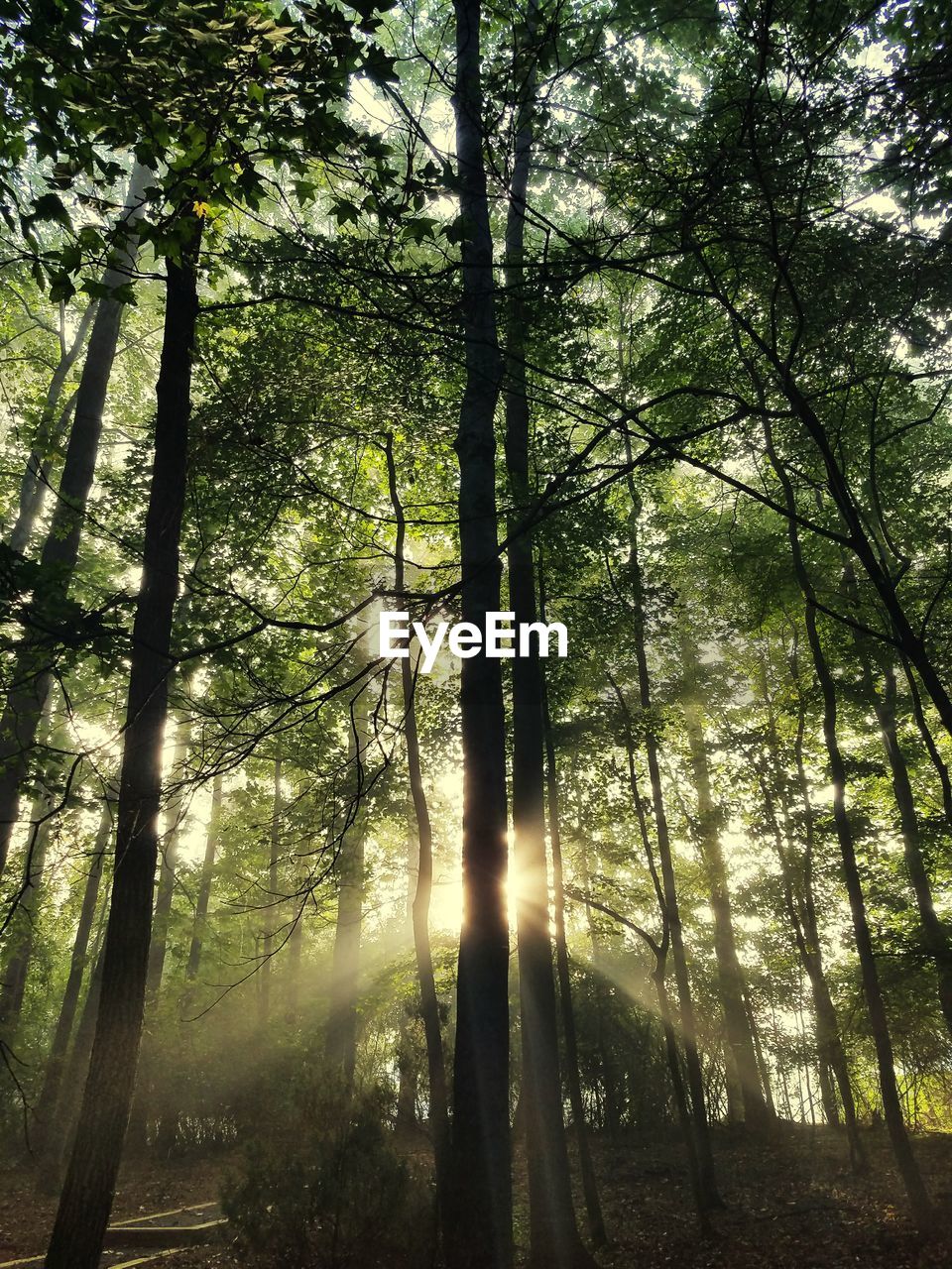 Low angle view of trees in forest