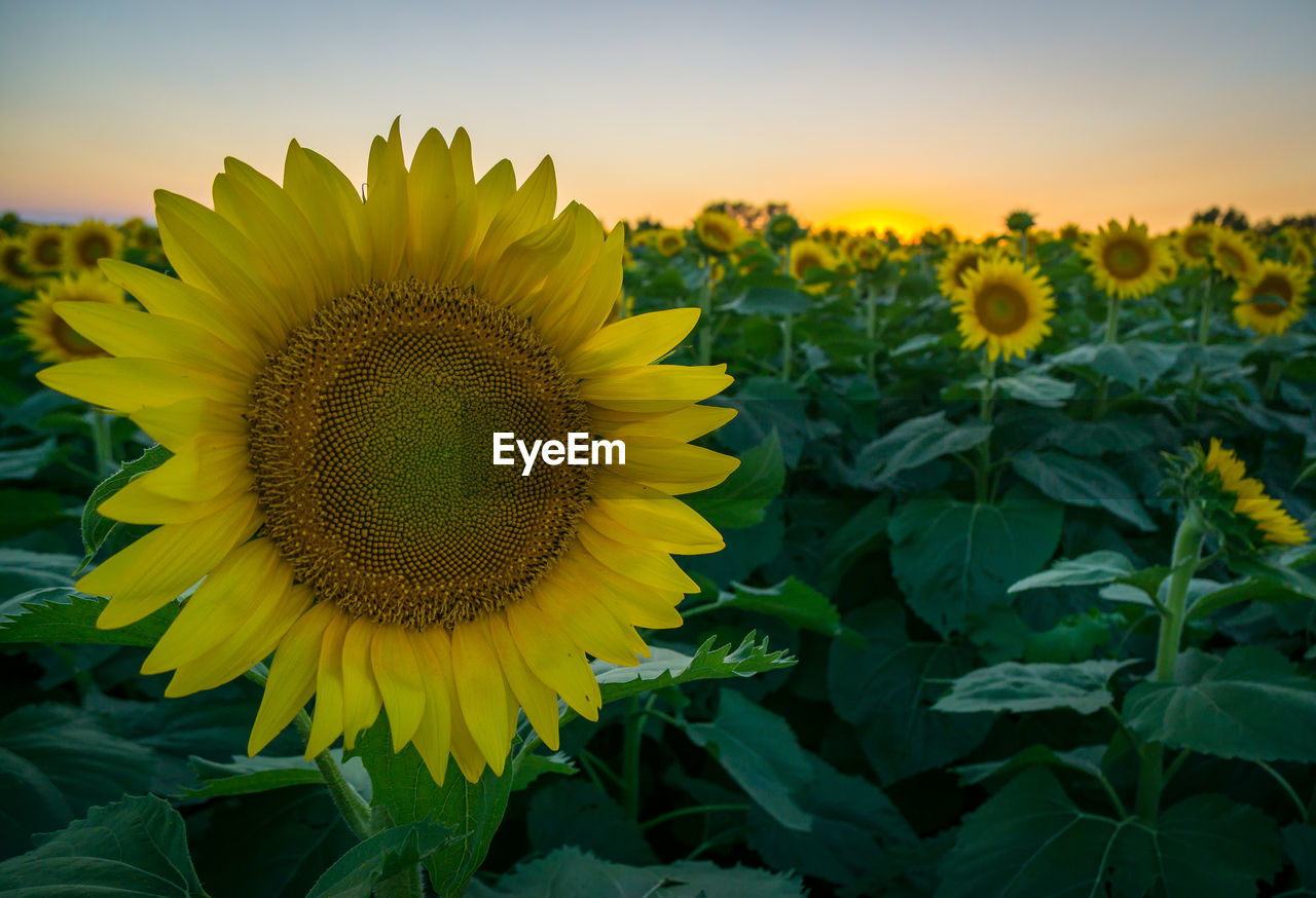 Close-up of sunflower