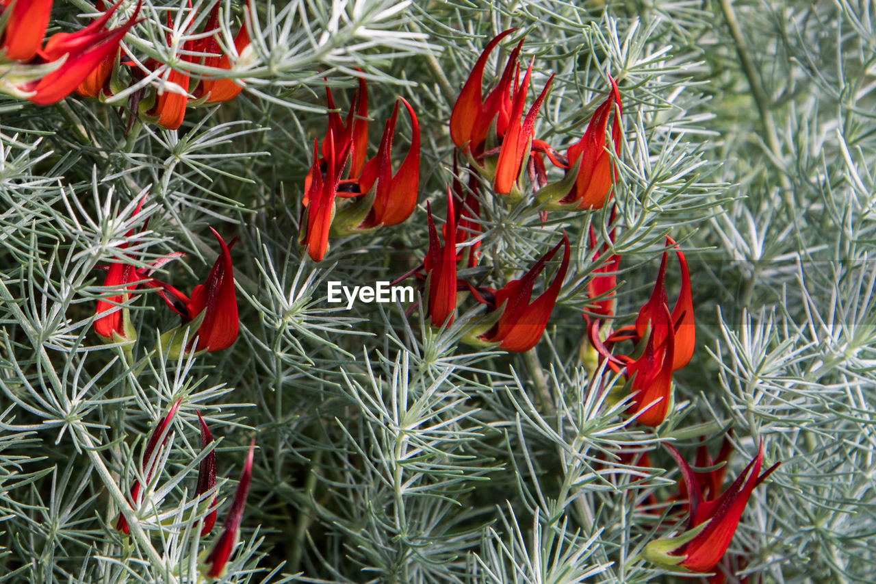 Full frame shot of flowers growing outdoors