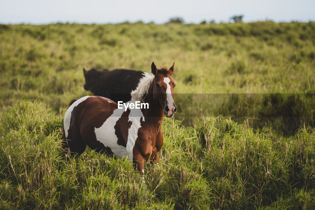 Horse and a cow in a tall grassy field in hawaii