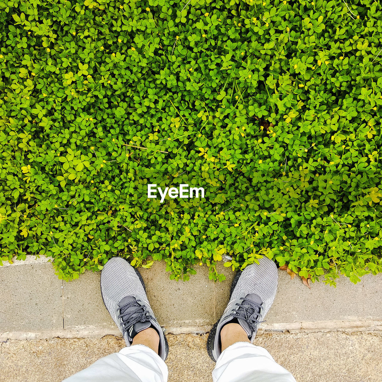 Low section of man standing by plants on footpath