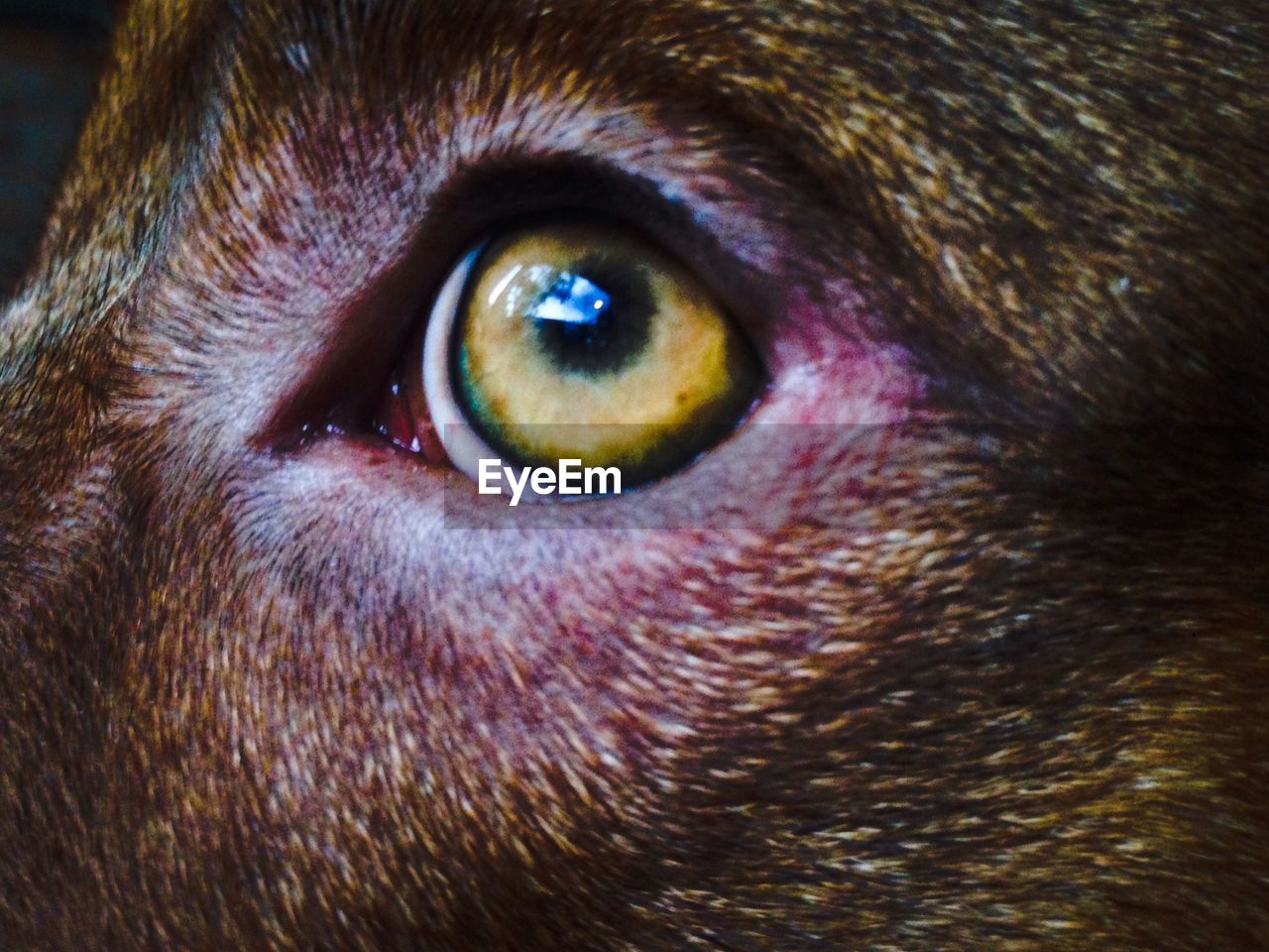 CLOSE-UP OF DOG EYE