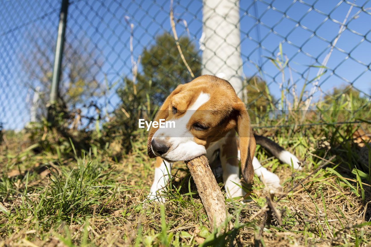 Dog looking away on chainlink fence