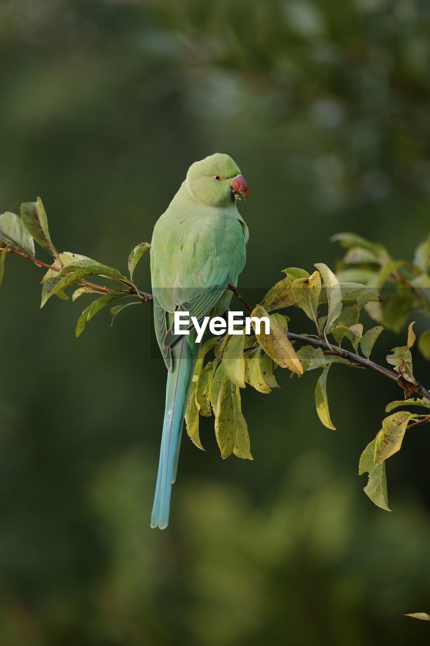 Close-up of parakeet perching on branch