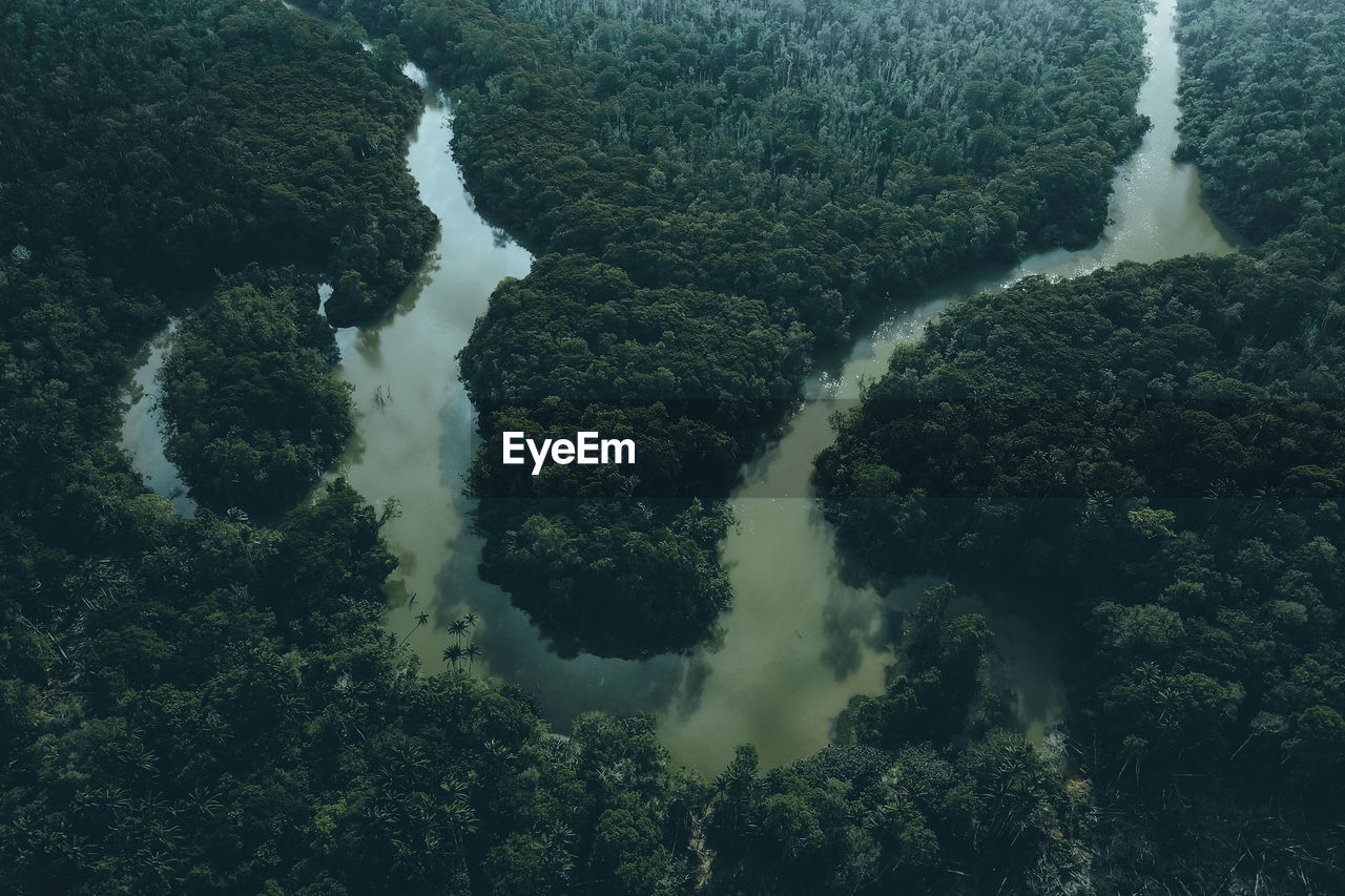 High angle view of trees and river