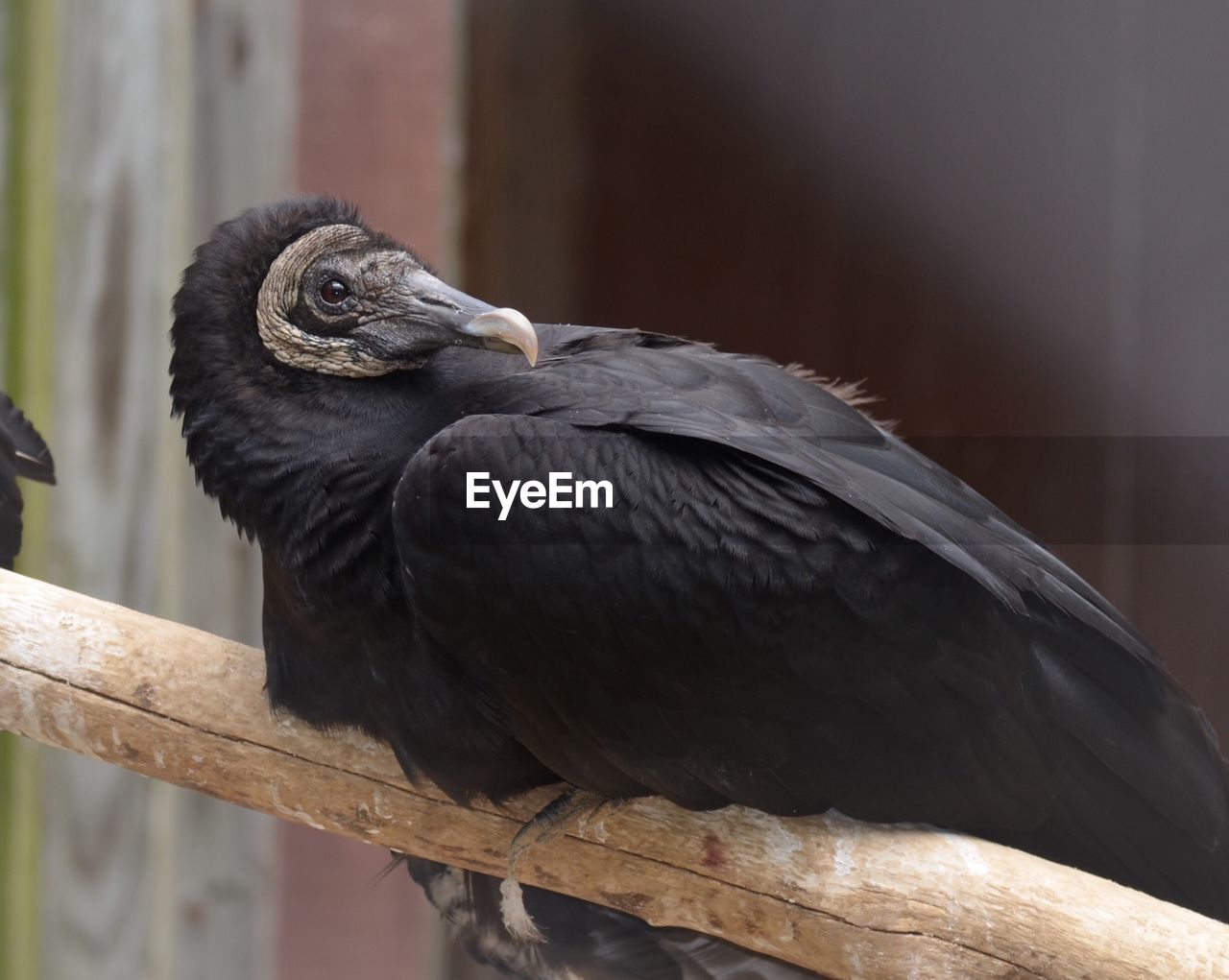 Upclose with blk headed vulture 