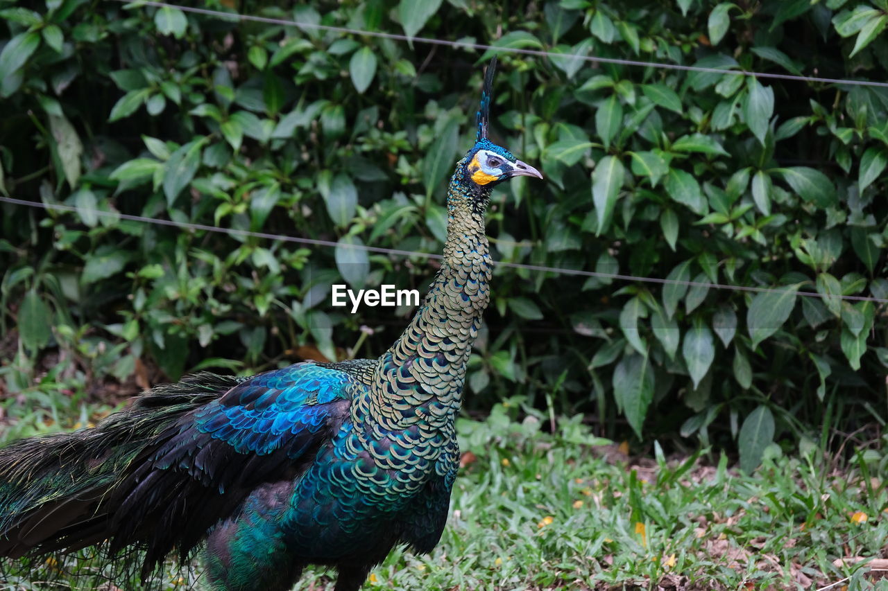 Close-up of peacock on field