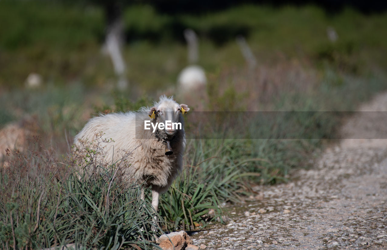 View of an sheep on field