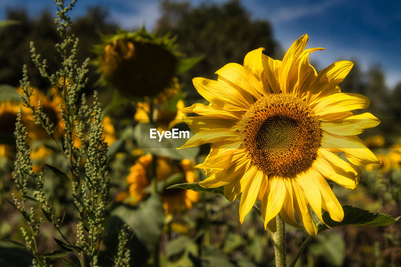 CLOSE-UP OF YELLOW SUNFLOWER