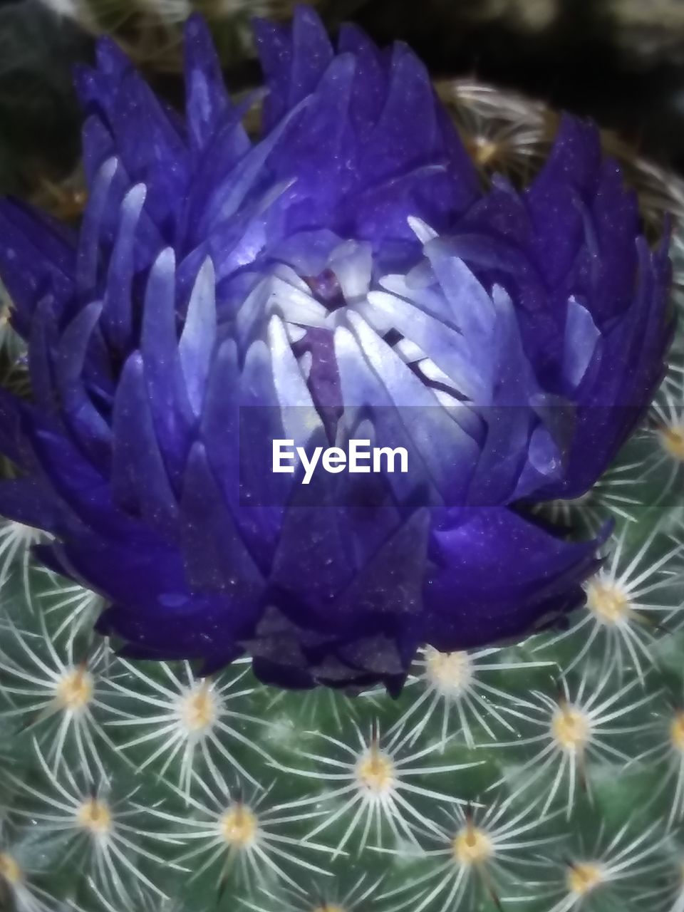 CLOSE-UP OF PURPLE FLOWERS