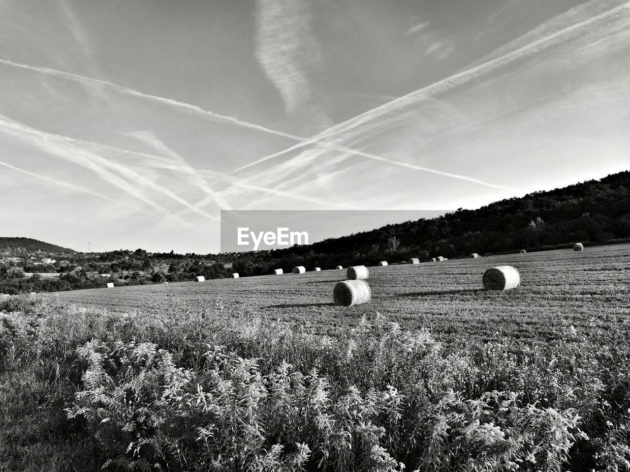 Scenic view of field against clear sky