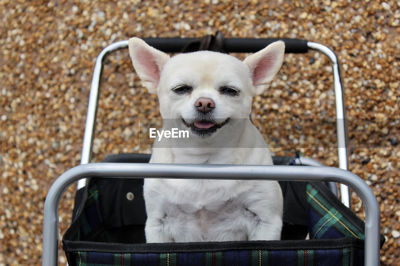 PORTRAIT OF DOG SITTING OUTDOORS