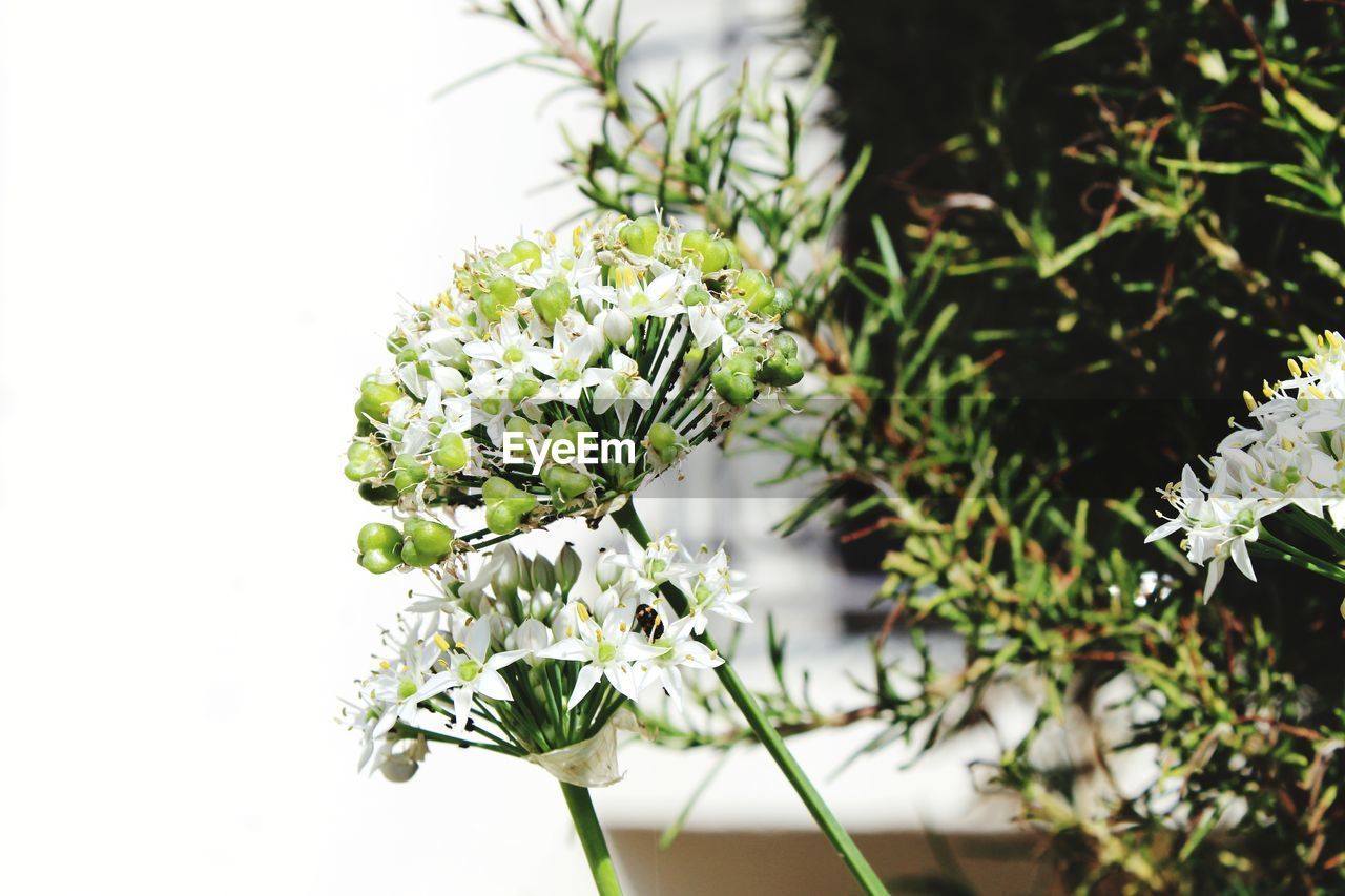 CLOSE-UP OF WHITE FLOWERING PLANT AGAINST CLEAR SKY