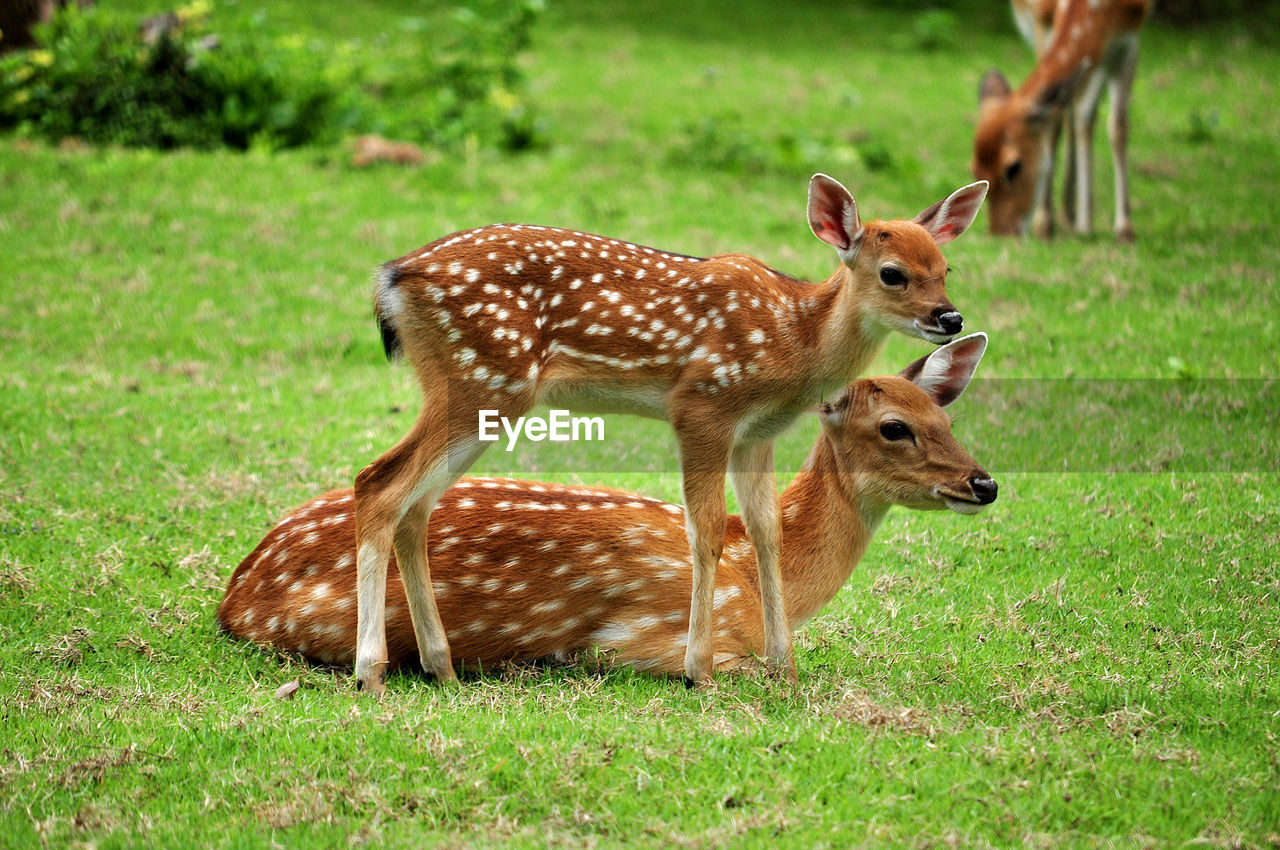 Deer in a field