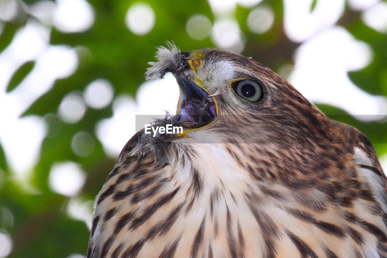 Close-up of cooper hawk with mouth open