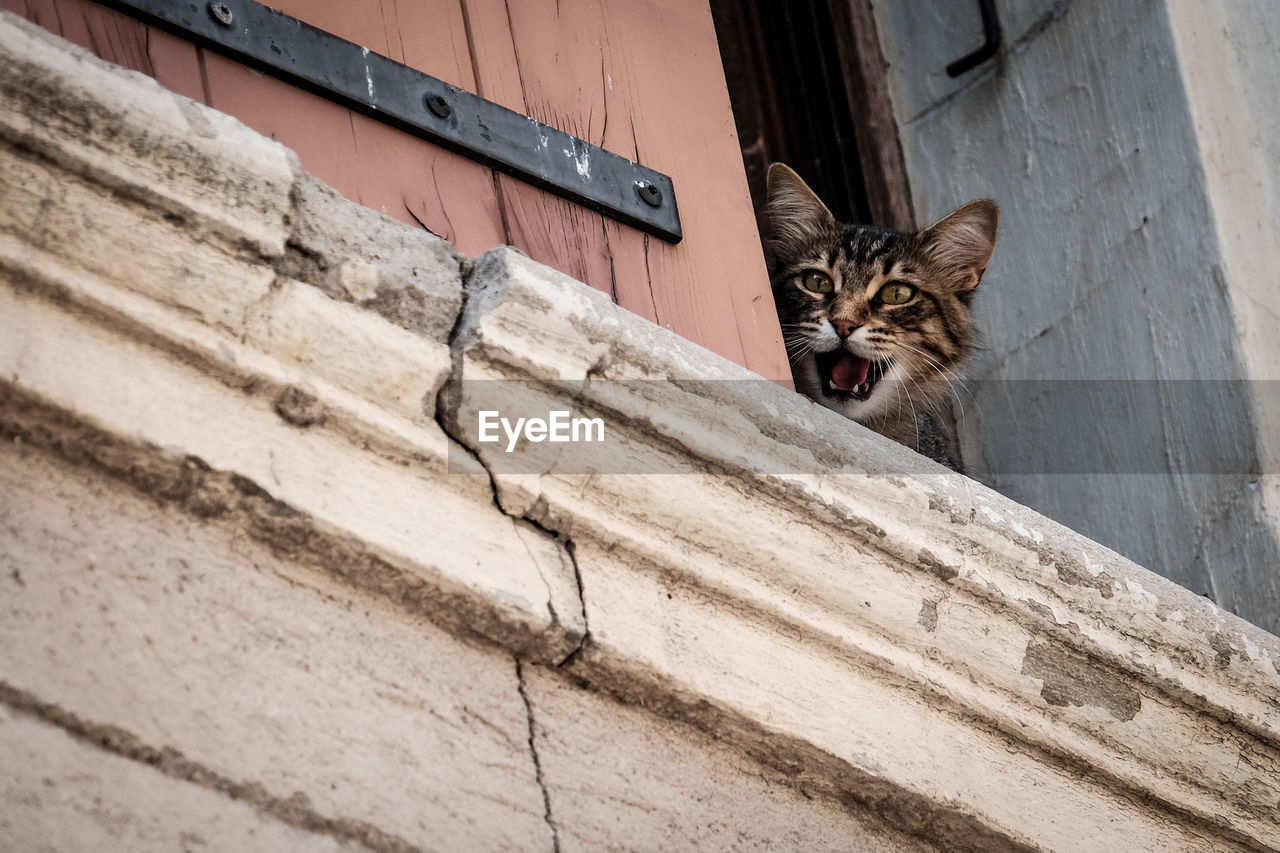 Low angle view of cat looking through window