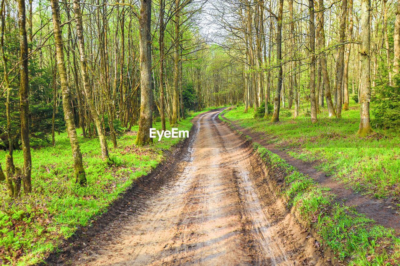 DIRT ROAD ALONG TREES IN FOREST