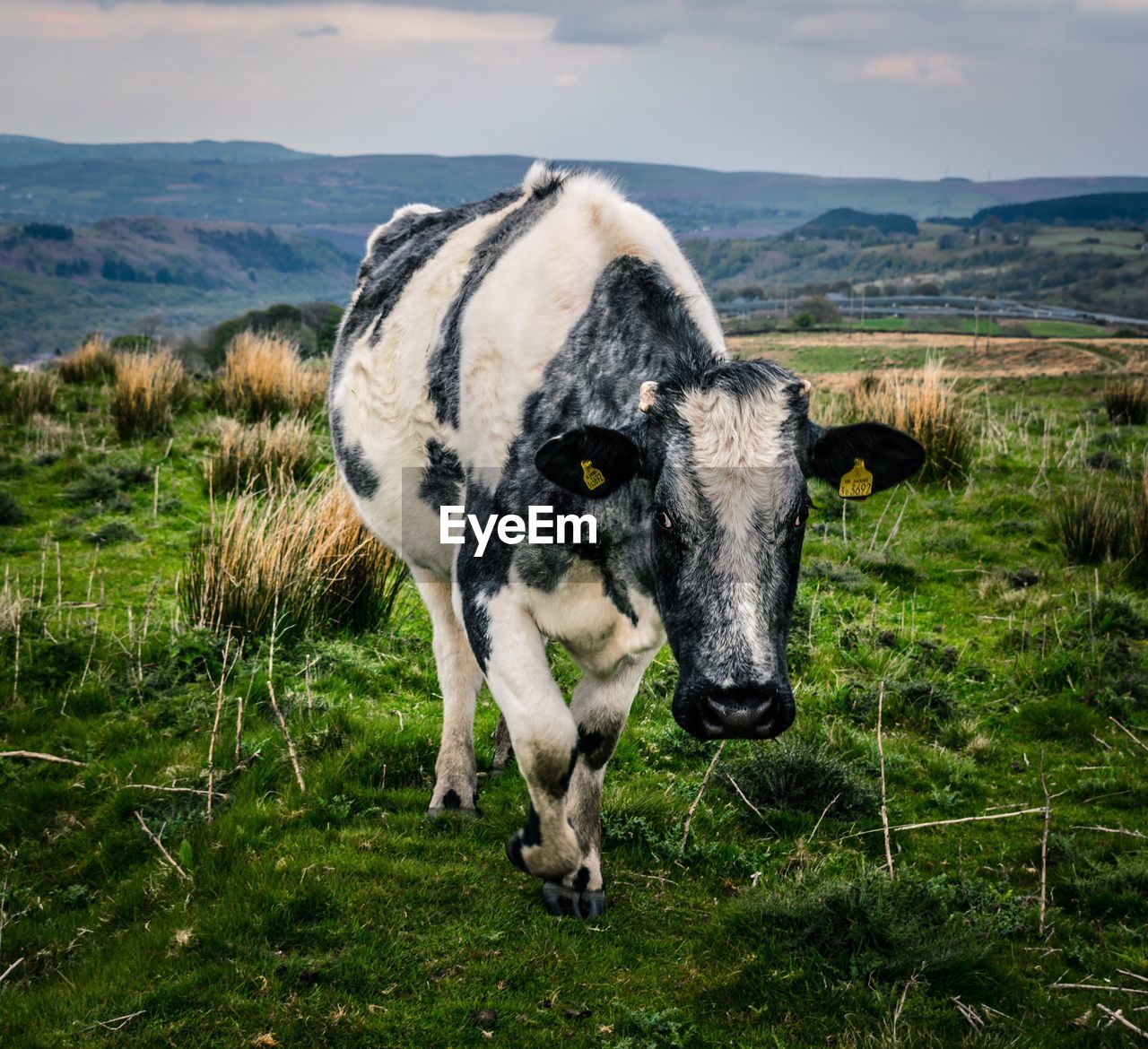 COW STANDING ON FIELD