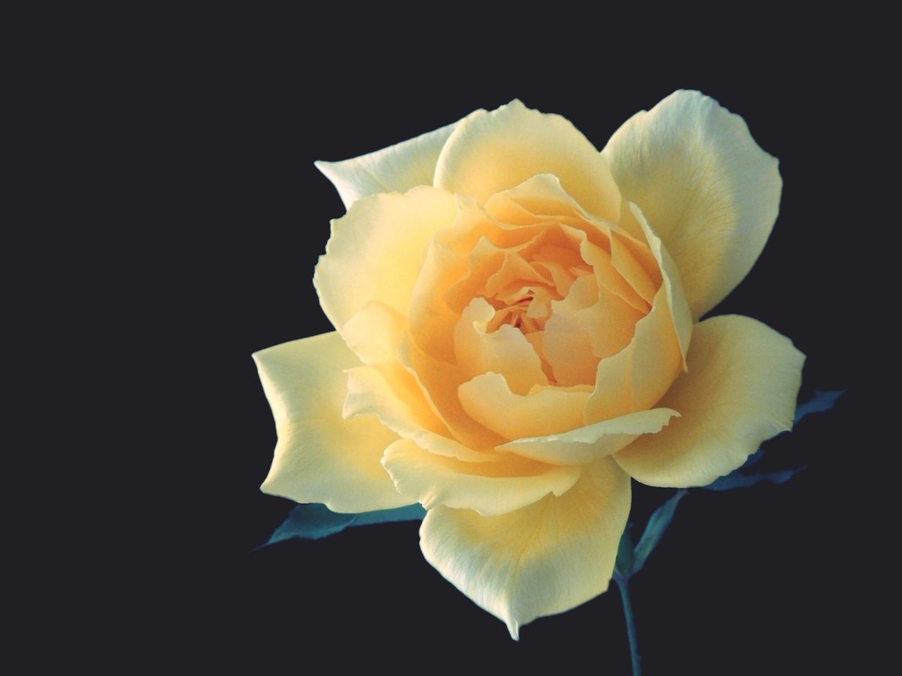 Close-up of yellow flower at night