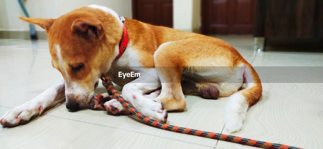 CLOSE-UP OF A DOG LYING DOWN ON FLOOR