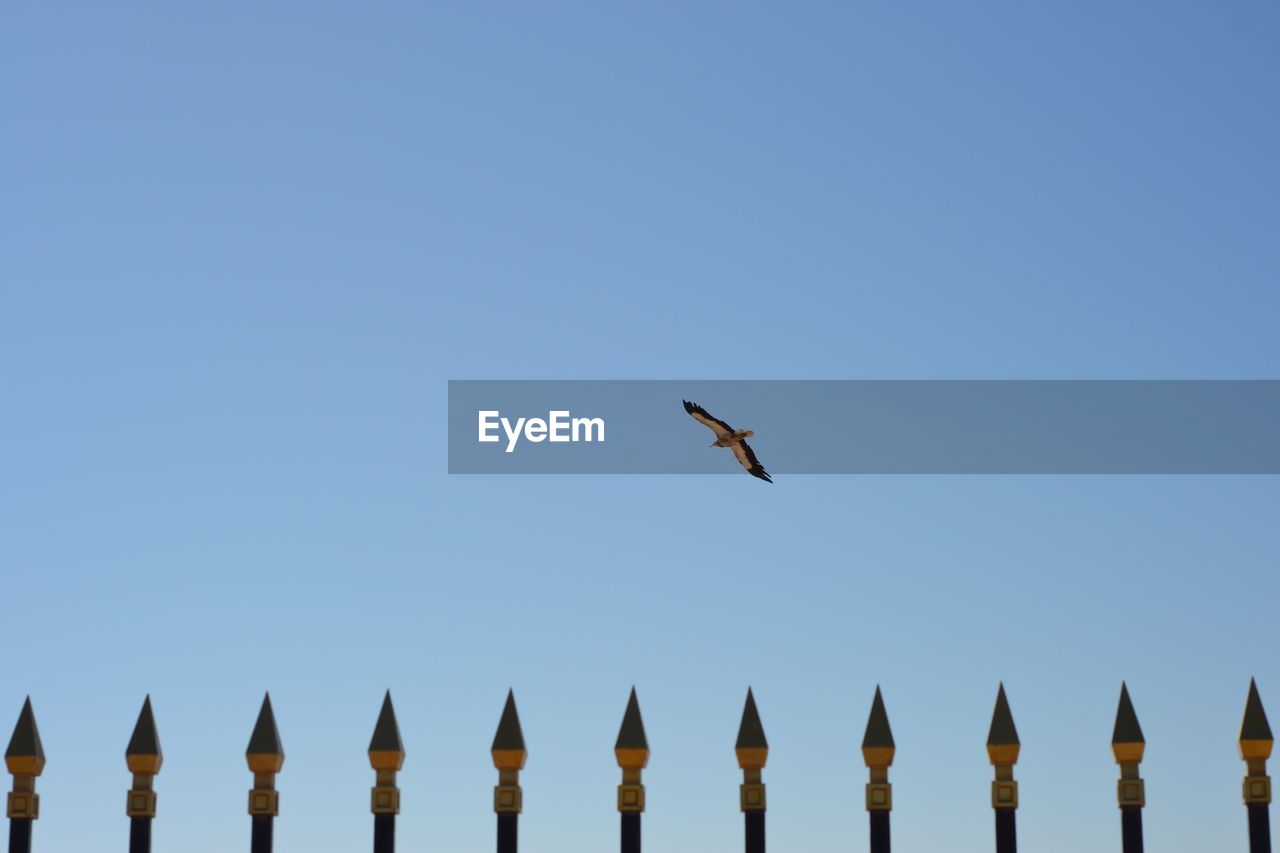 LOW ANGLE VIEW OF BIRDS FLYING AGAINST CLEAR SKY