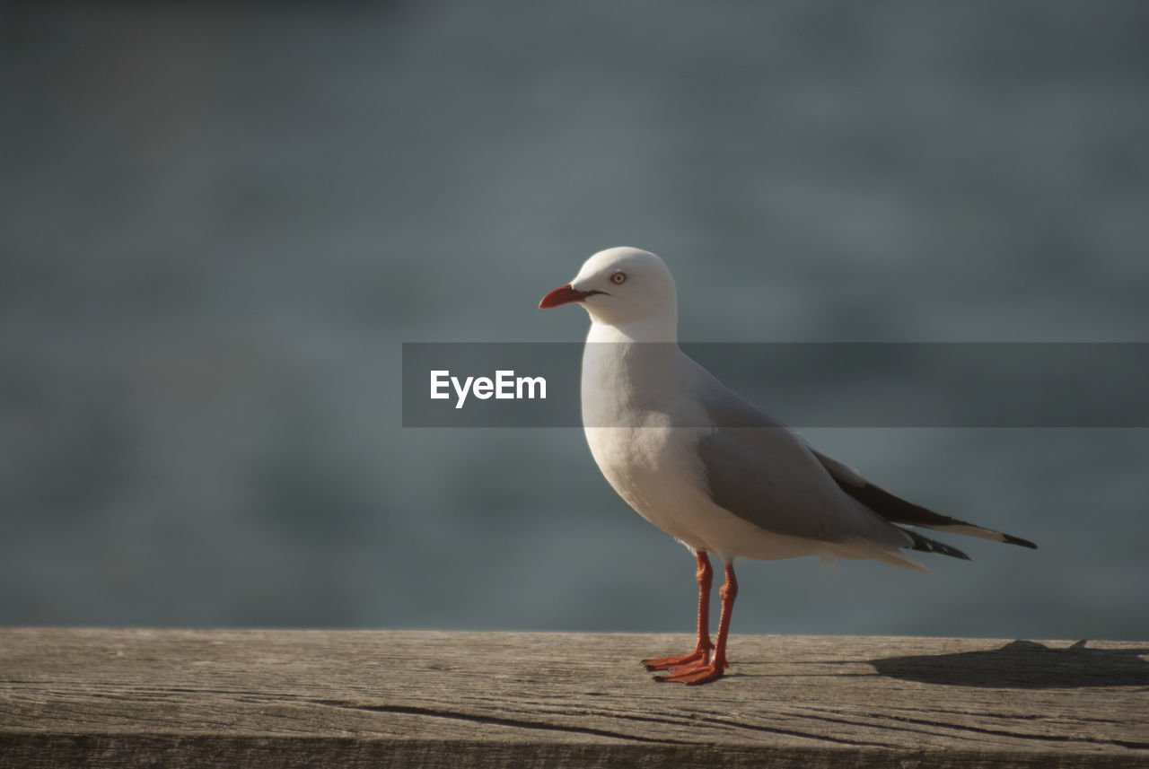 Close-up of seagull on wooden plank against lake