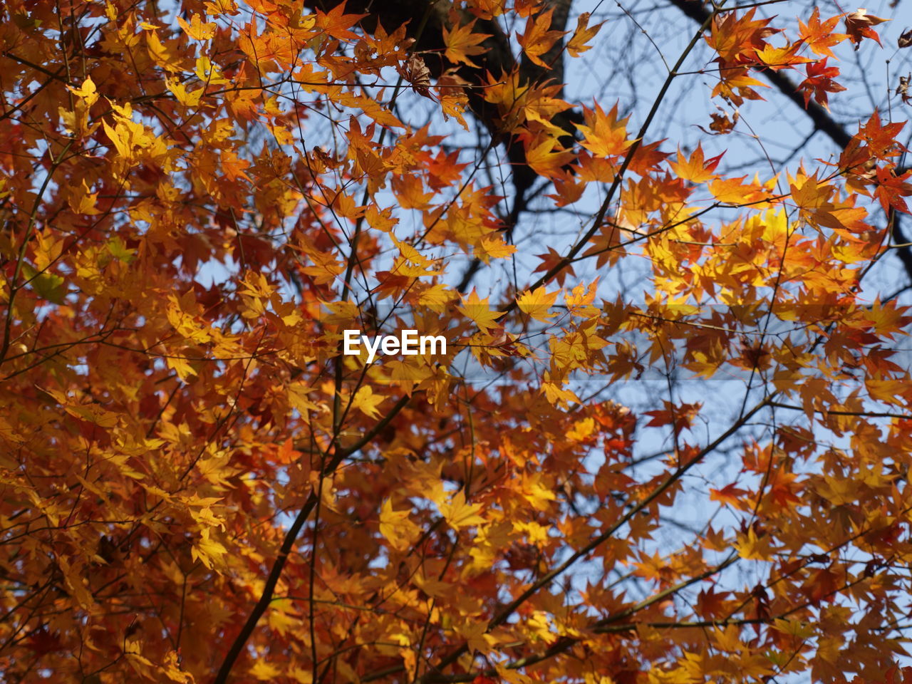 Low angle view of maple tree