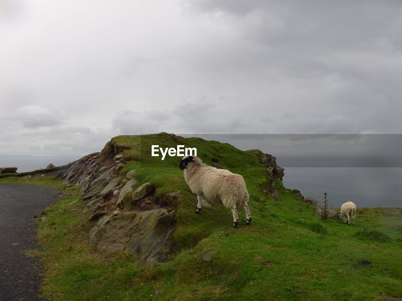 Deer on grassy field against cloudy sky