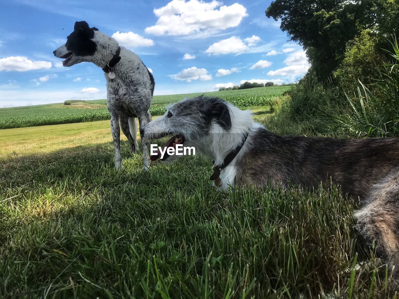 Lurcher dogs in rural landscape in  england 