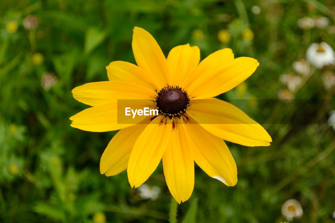 Close-up of yellow flower