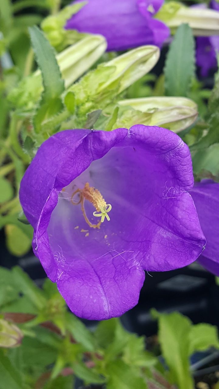 CLOSE-UP OF PURPLE FLOWER BLOOMING