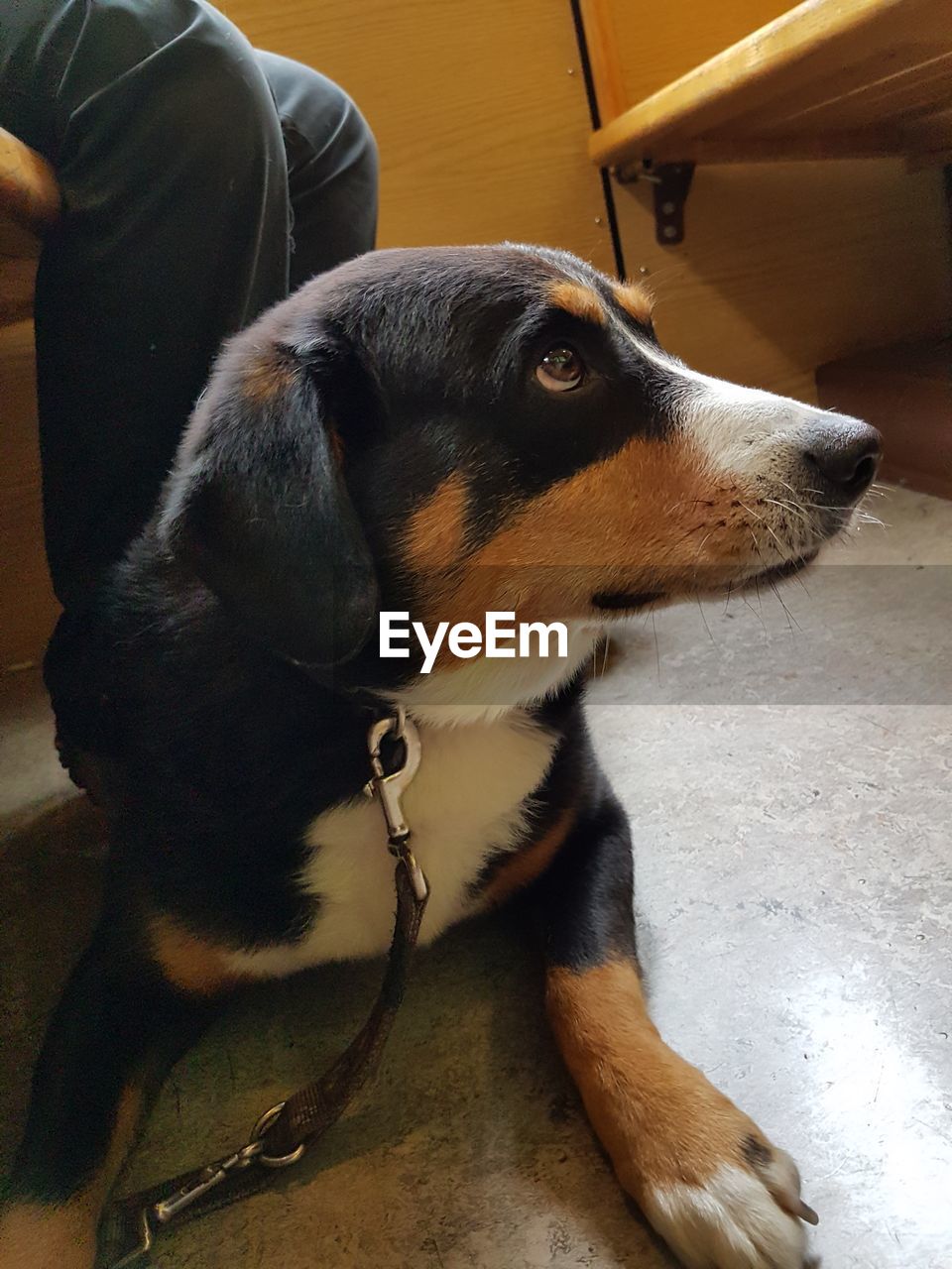 CLOSE-UP OF DOG LOOKING AWAY WHILE RELAXING