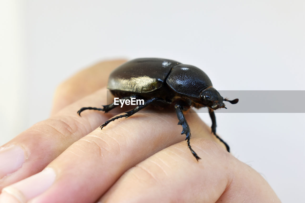 CLOSE-UP OF PERSON HOLDING INSECT