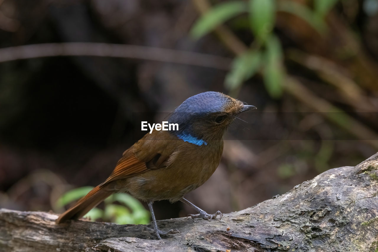 BIRD PERCHING ON A BRANCH