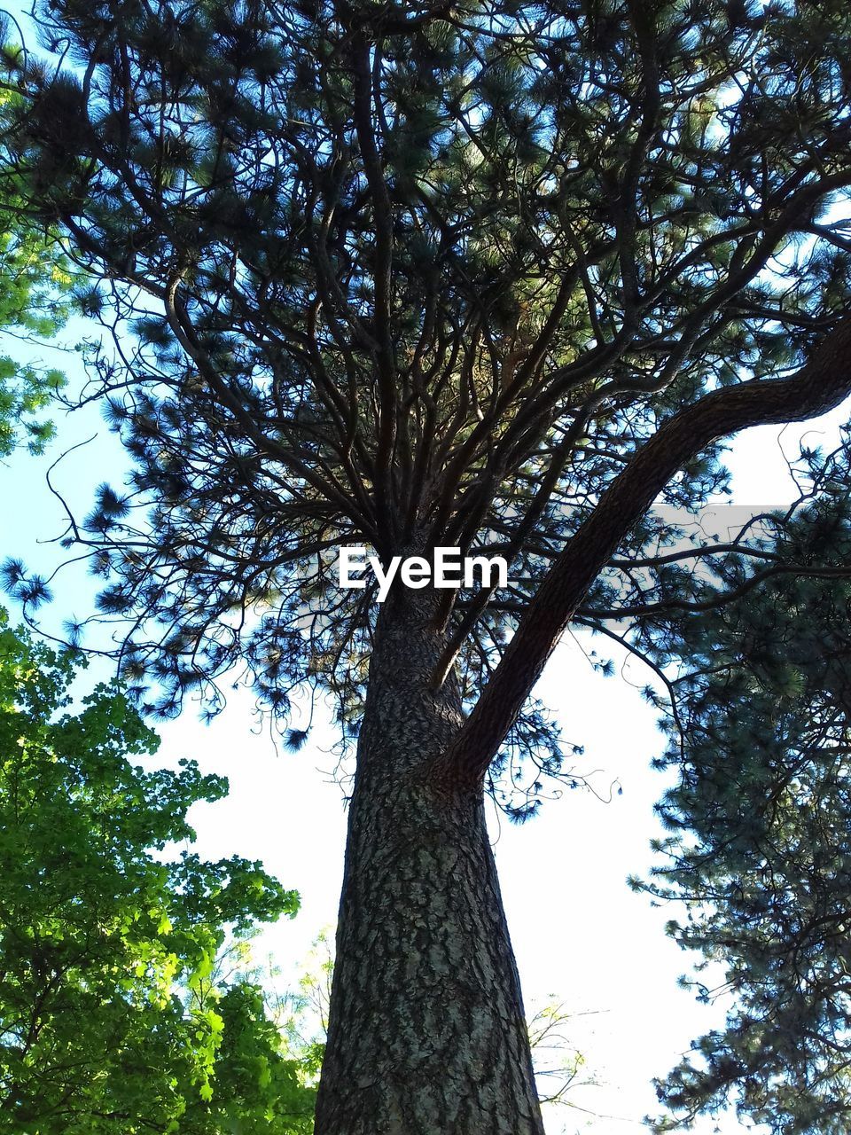 LOW ANGLE VIEW OF TREE AGAINST SKY