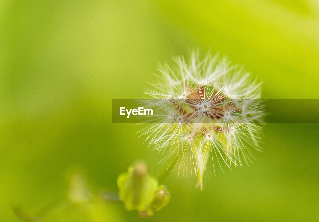 High angle view of dandelion flower