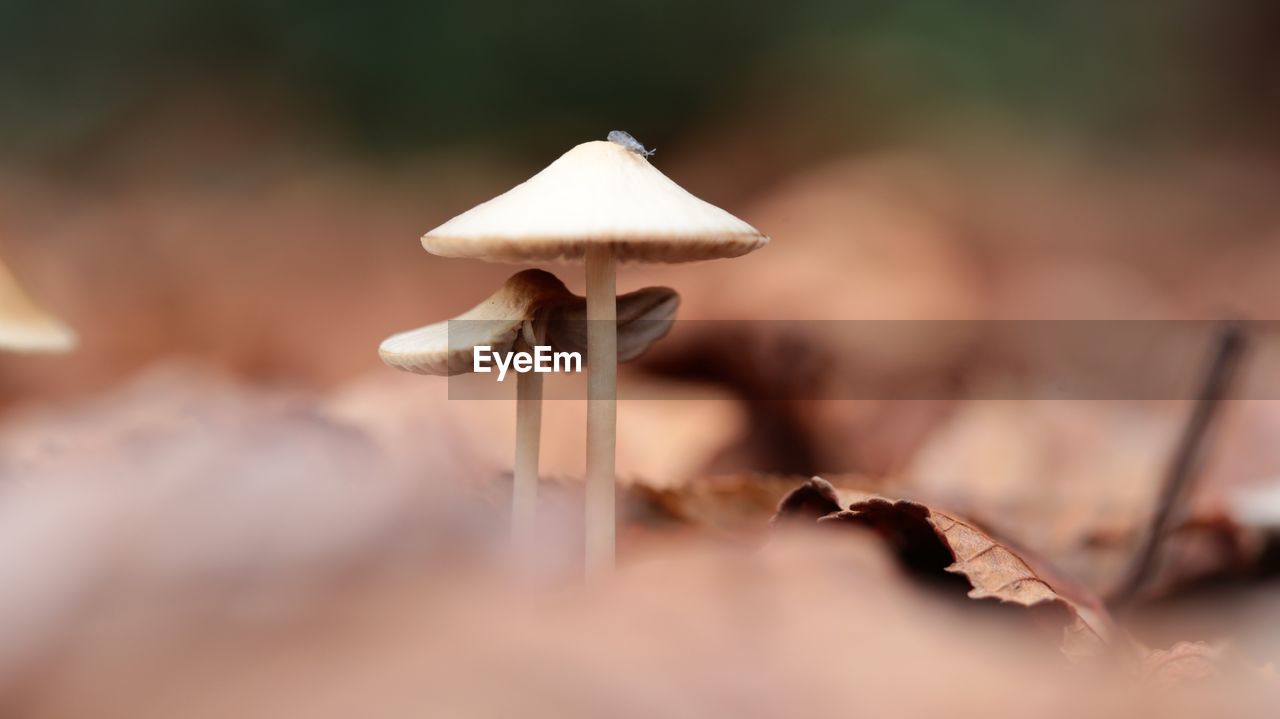 CLOSE-UP OF MUSHROOM GROWING IN LAND