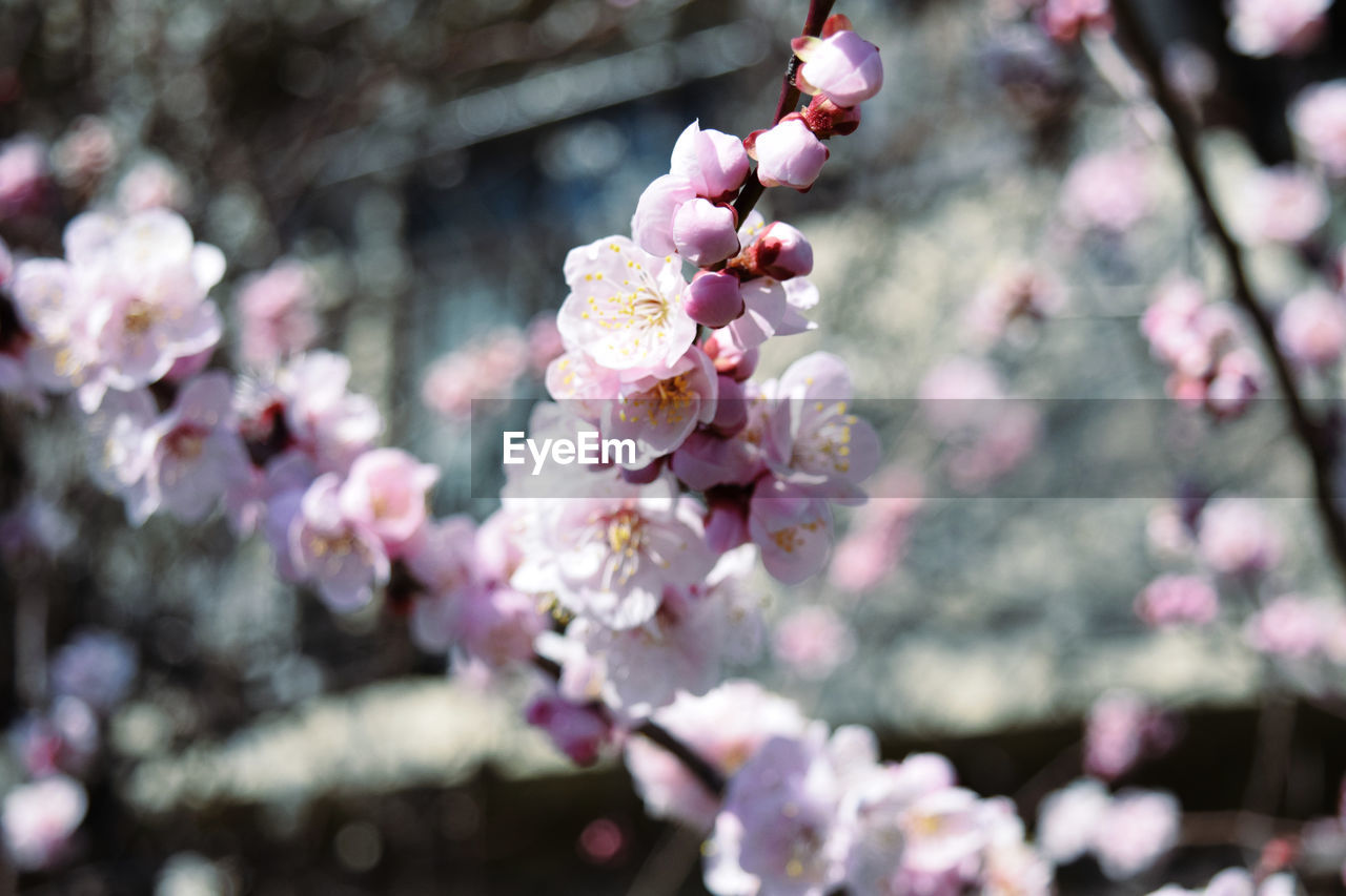 CLOSE-UP OF PINK CHERRY BLOSSOM FLOWERS