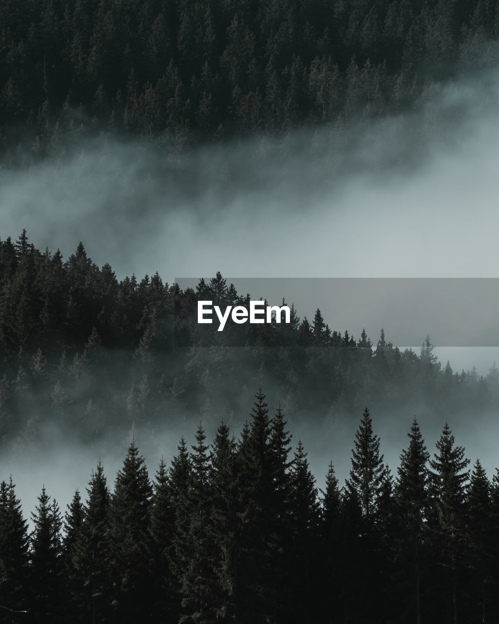 Low angle view of trees in forest against sky