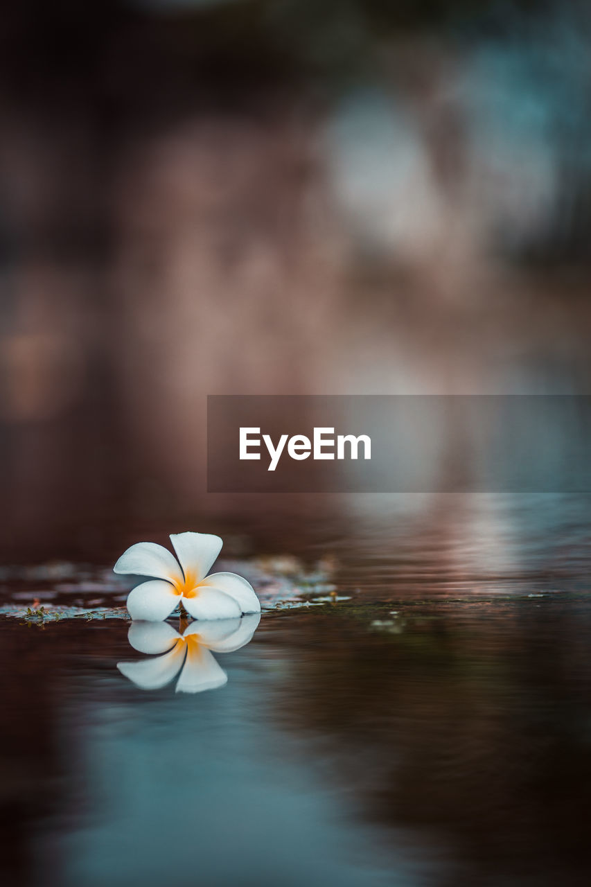 Close-up of frangipani in water