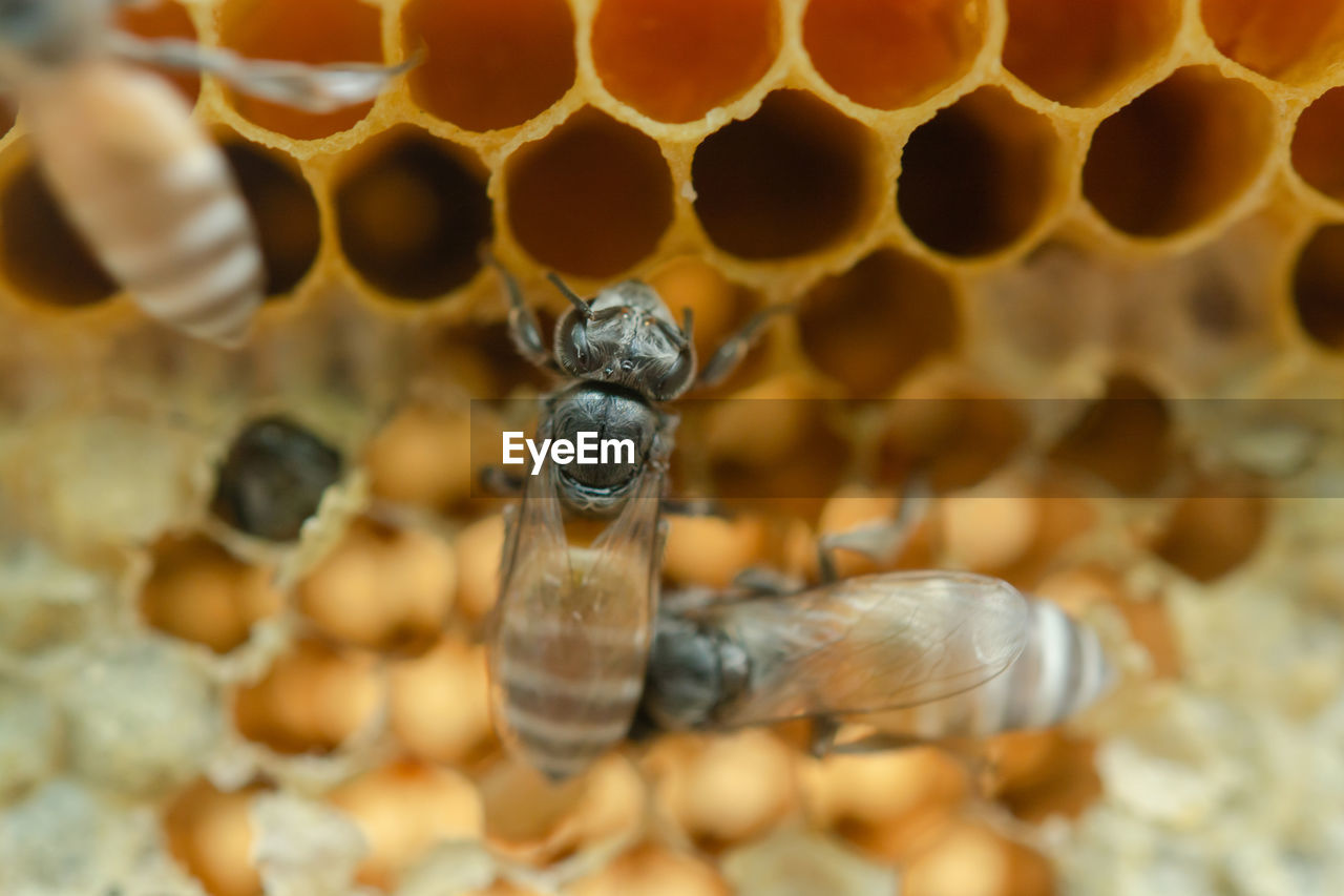 CLOSE-UP OF HONEY BEE