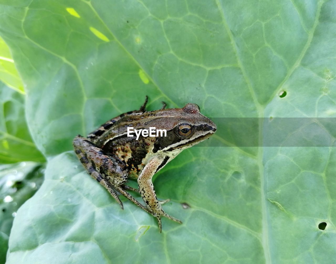 CLOSE-UP OF INSECT ON GREEN LEAF