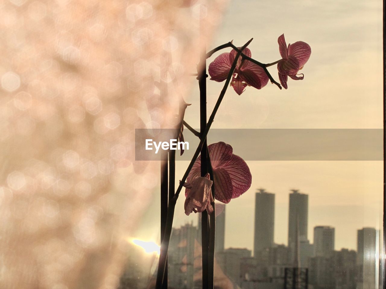 CLOSE-UP OF FLOWERING PLANTS AGAINST SKY