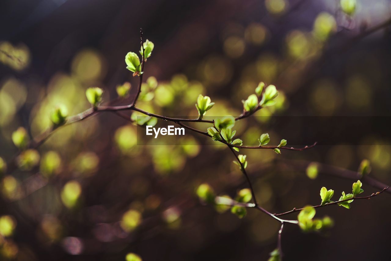 Close-up of green leaves on plant