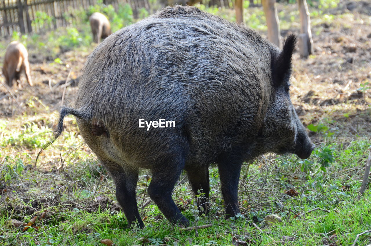 Pig grazing in a field