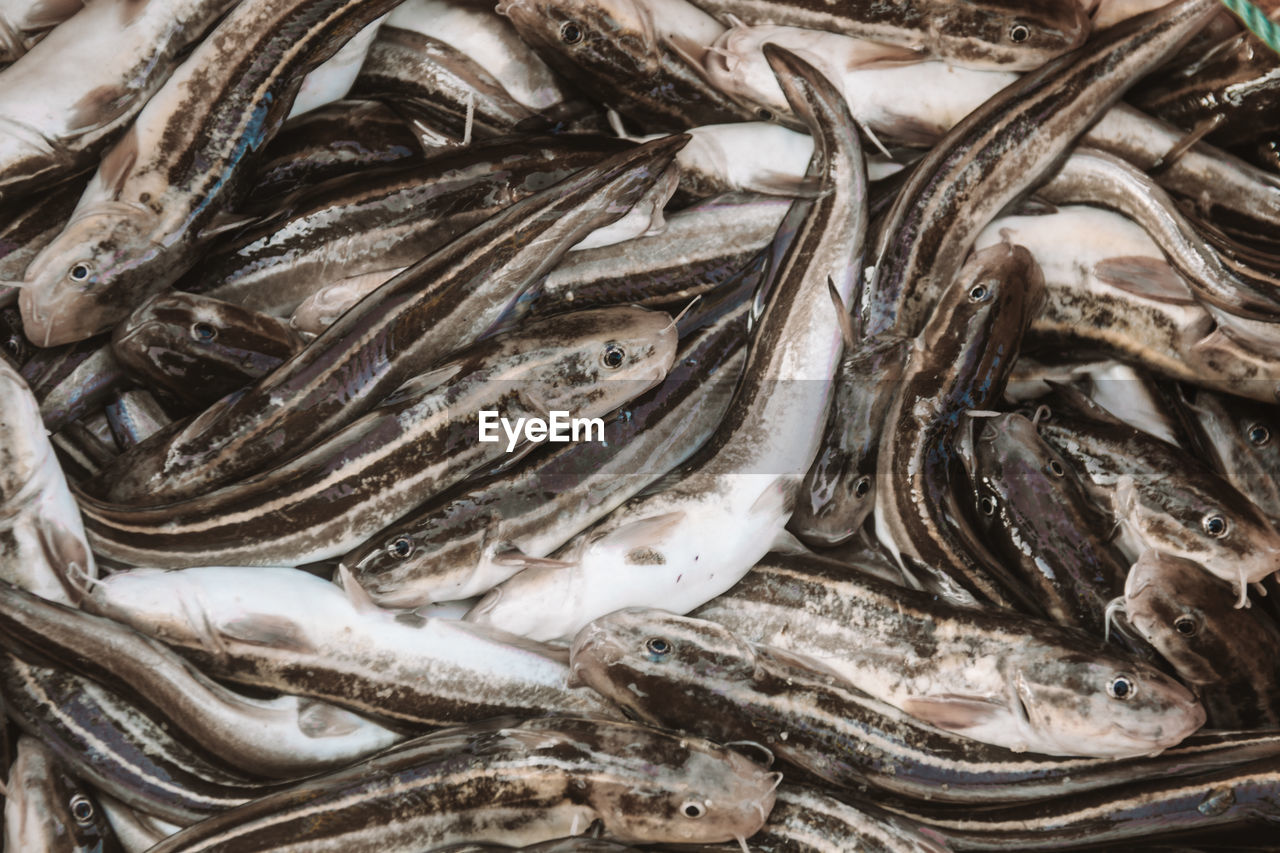 Full frame of a catch of fish in a container 